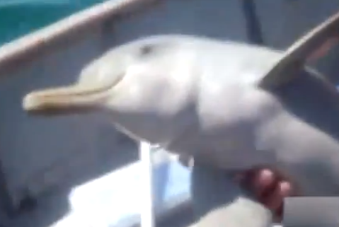 Un bebé delfín es rescatado y lo agradece haciendo un pequeño baile al lado del barco
