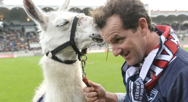 La llama que se fue de fiesta se convierte en la mascota de un equipo de fútbol de Francia