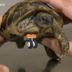 Un veterinario ayuda a una tortuga a volver a andar gracias a una pieza de lego
