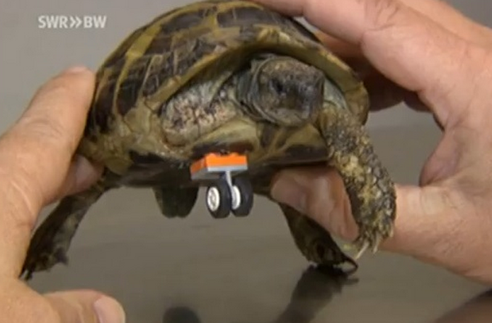 Un veterinario ayuda a una tortuga a volver a andar gracias a una pieza de lego