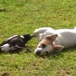 Una urraca y un perro, grandes amigos