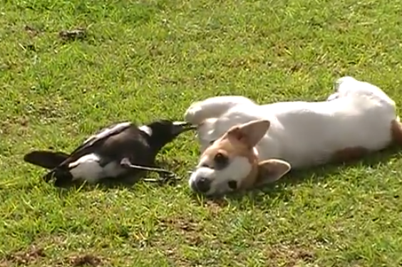 Una urraca y un perro, grandes amigos