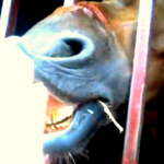 Vídeo del caballo que maltrató José Antonio Canales Rivera