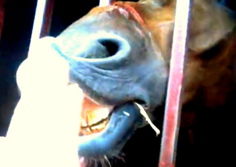 Vídeo del caballo que maltrató José Antonio Canales Rivera