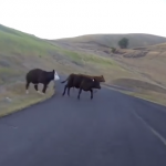 Choca contra una vaca cuando descendía a toda velocidad en longboard