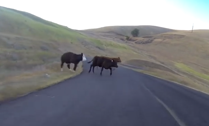 Choca contra una vaca cuando descendía a toda velocidad en longboard