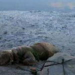 Piden 11 meses de cárcel para un “hombre” que ató a su perro a una piedra en la playa para que muriera ahogado