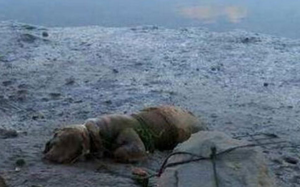 Piden 11 meses de cárcel para un “hombre” que ató a su perro a una piedra en la playa para que muriera ahogado