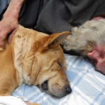 Avalancha de donaciones para salvar al perro de un indigente que fue atropellado por un coche