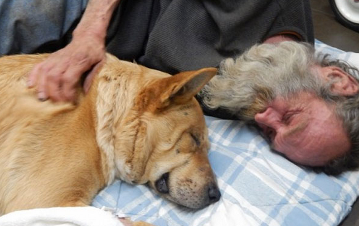 Avalancha de donaciones para salvar al perro de un indigente que fue atropellado por un coche