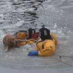 Los bomberos rescatan a un perro de un río helado (Vídeo)