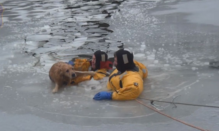Los bomberos rescatan a un perro de un río helado (Vídeo)