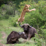 Dos búfalos salvan a otro más joven que estaba siendo devorado por unos leones (Fotos + Vídeo)