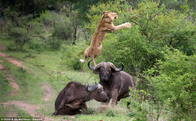 Dos búfalos salvan a otro más joven que estaba siendo devorado por unos leones (Fotos + Vídeo)