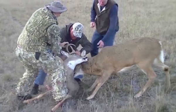 Tres coyotes matan a un ciervo con los cuernos enredados en los de otro