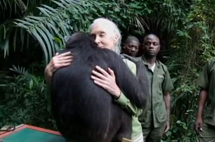 La emotiva vuelta a la selva de la chimpancé Wounda en la República del Congo