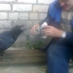 En Rusia hasta los cuervos beben vodka