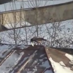 Cuervo haciendo snowboard con una tapa de un bote de mayonesa