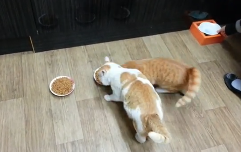 El gato que no le deja comer a otro gato a pesar de tener 3 platos