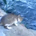 Gatito pescando su cena
