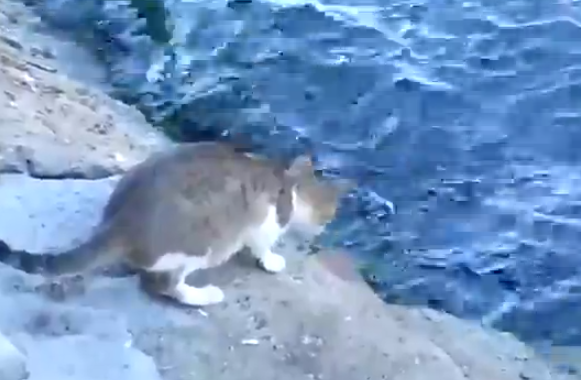 Gatito pescando su cena