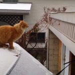 Gatito intentando subir al techo del garaje desde el coche nevado