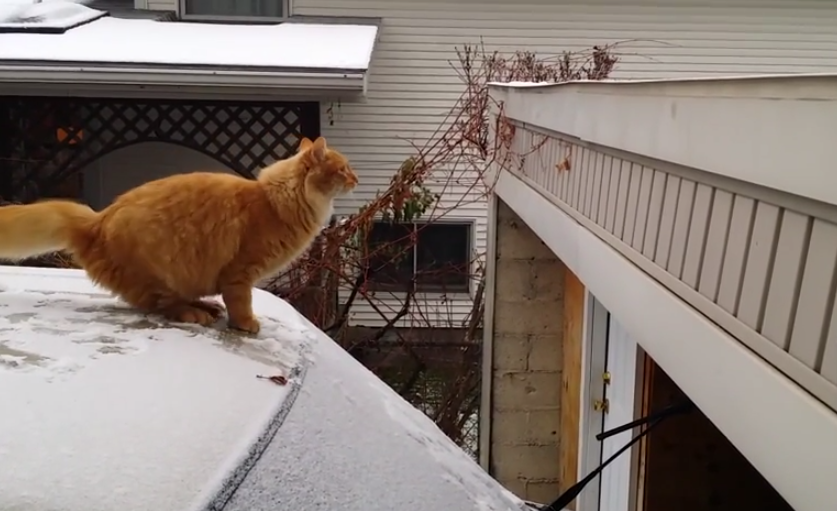 Gatito intentando subir al techo del garaje desde el coche nevado