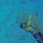 El vídeo de un hombre que abraza un tiburón limón causa revuelo en las redes sociales