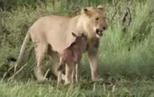 Una leona protegiendo a una cría de ñu del ataque de otra leona