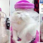 Una estudiante acusada de maltrato animal por meter a su gato dentro de un tarro de cristal para castigarlo por mal comportamiento