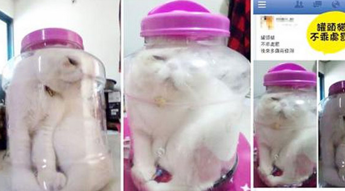 Una estudiante acusada de maltrato animal por meter a su gato dentro de un tarro de cristal para castigarlo por mal comportamiento
