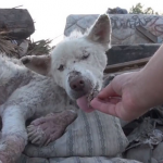 La impresionante transformación de Miley, una perrita rescatada en un basurero