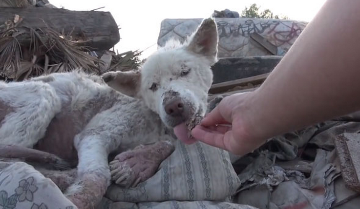 La impresionante transformación de Miley, una perrita rescatada en un basurero