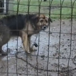 El feliz rescate de un perro después de vivir 10 años atado a una cadena