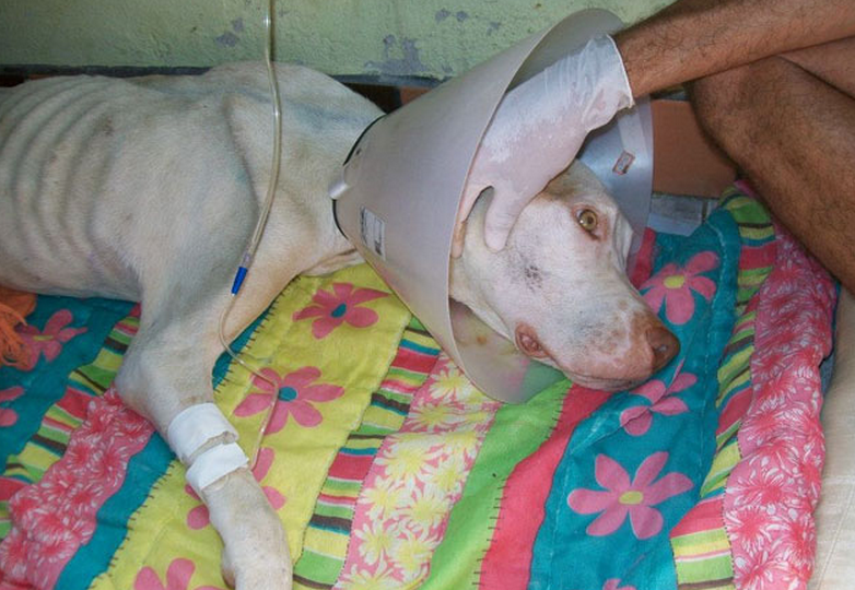 Un hombre hace un “milagro” para salvar la vida de un perro de raza pit bull gravemente herido a punto de morir