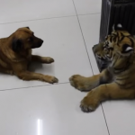Un perro le enseña a un tigre quien es el que manda