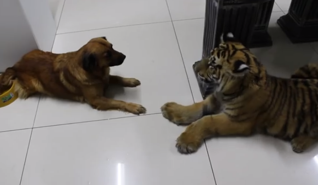 Un perro le enseña a un tigre quien es el que manda