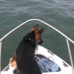 Un perro no puede resistirse y se tira al agua para jugar con los delfines