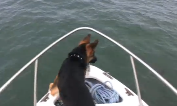 Un perro no puede resistirse y se tira al agua para jugar con los delfines