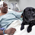 Un perro lazarillo salva la vida de su dueño después de caer en las vías del metro