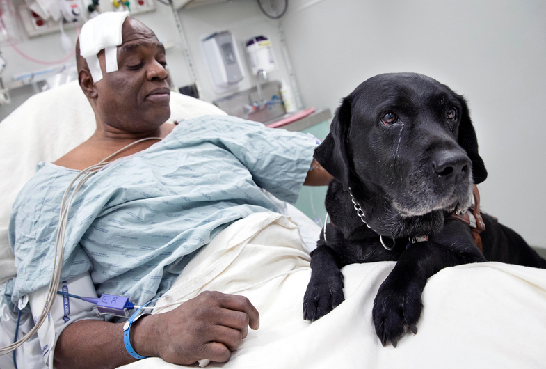 Un perro lazarillo salva la vida de su dueño después de caer en las vías del metro