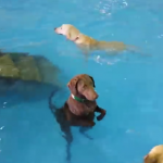 El perro al que le gusta el agua pero no sabe nadar