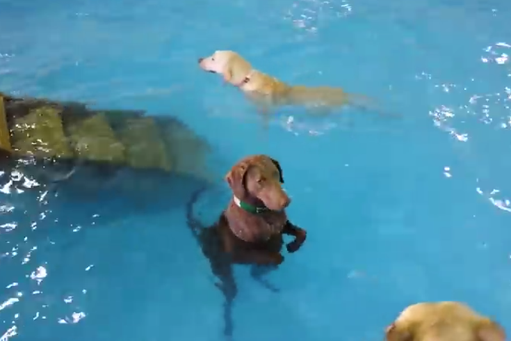 El perro al que le gusta el agua pero no sabe nadar
