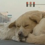 Un perro vela el cuerpo muerto de otro perro que murió atropellado en una carretera de Yinchuan