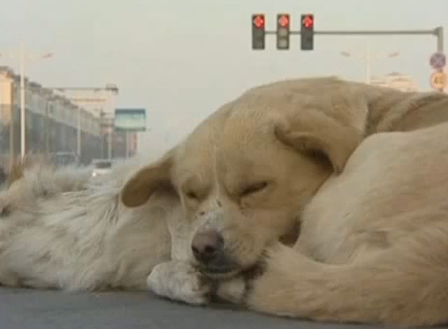 Un perro vela el cuerpo muerto de otro perro que murió atropellado en una carretera de Yinchuan