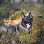 La amistad especial entre el zorro Sniffer y el perro Tinni (Bellísimas imágenes)