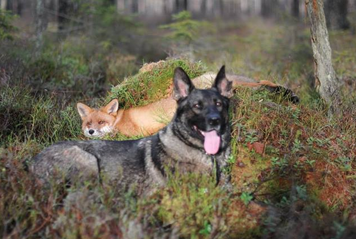 La amistad especial entre el zorro Sniffer y el perro Tinni (Bellísimas imágenes)