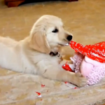 Simpático vídeo de perros abriendo sus regalos de Navidad