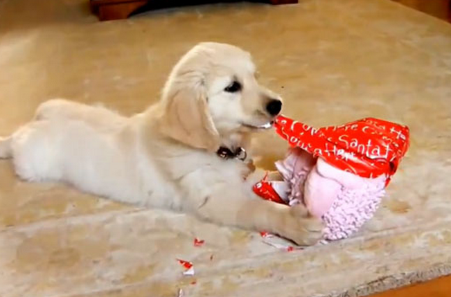 Simpático vídeo de perros abriendo sus regalos de Navidad