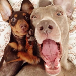 Harlow e Indiana, los dos perros que triunfan en Instagram